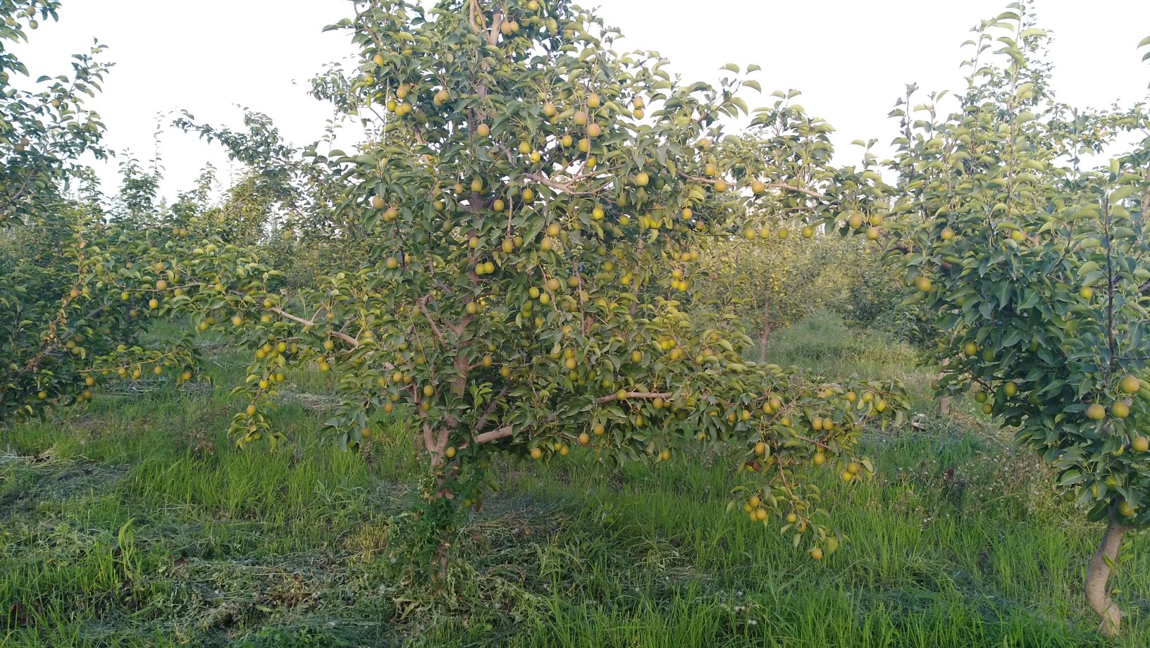 香梨果园实景图