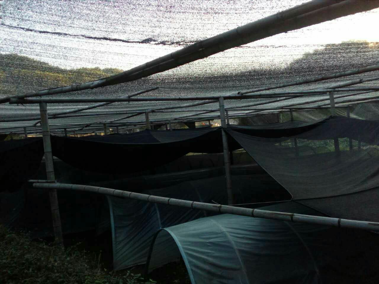 一个标准的竹灵芝发菌荫棚内部景象:整齐摆放的竹段平铺于离地30厘米的木架上,每个竹段上有两个接种点,覆盖白色浓密菌丝;棚顶为黑色遮阳网,地面干燥整洁,角落放置温湿度记录仪和小型风扇用于通风;工作人员正在翻检竹段检查菌丝生长情况 竹段接种与发菌管理场景