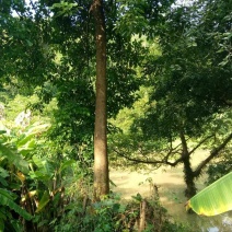 秋枫261~300cm