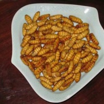 茧蛹