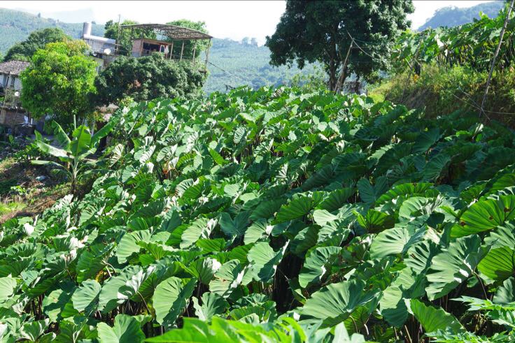 广西荔浦农田航拍图