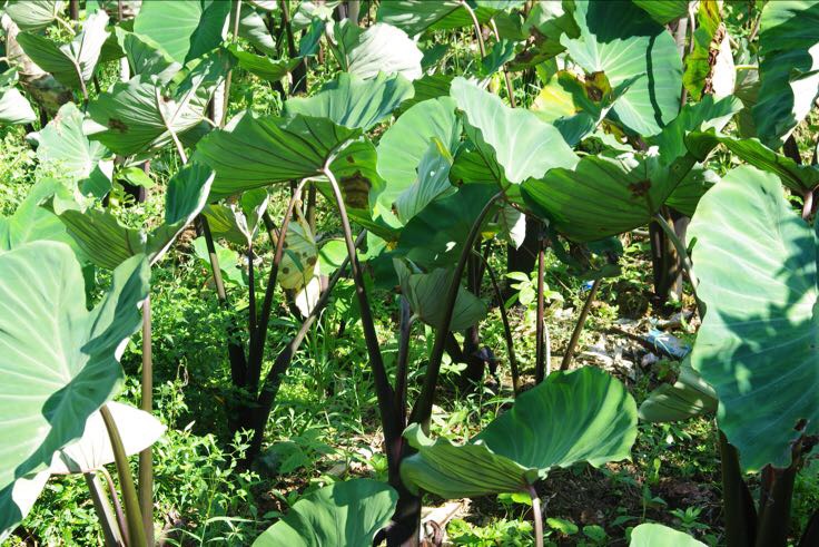 荔浦芋头与薯莨对比图