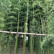 淡竹2~3m