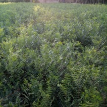 木瓜树30~50cm