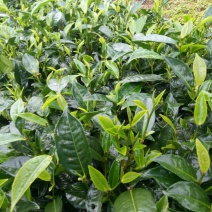 普洱茶特级