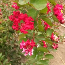 红火箭紫薇1米以下2~4cm0.5~1米