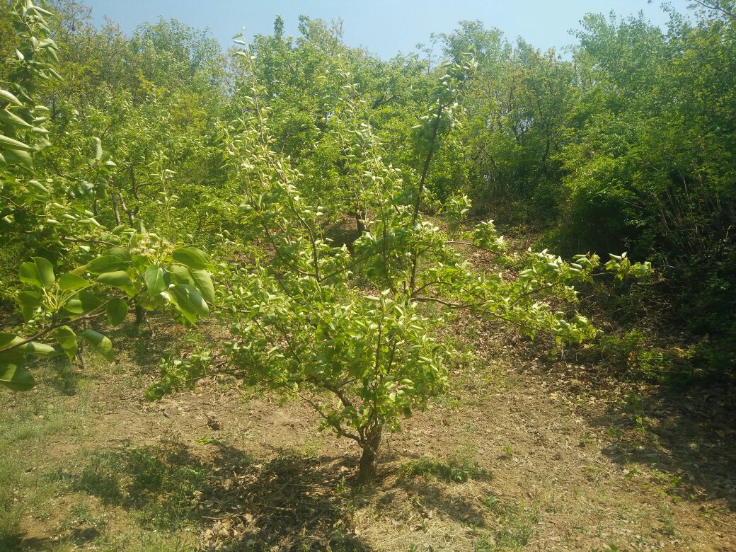 东南亚金花梨种植园实景,展示果树在热带阳光下的生长状态 东南亚金花梨种植园实景