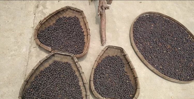 鲜莲子在竹匾中晾晒的场景