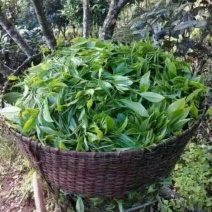 普洱茶一级