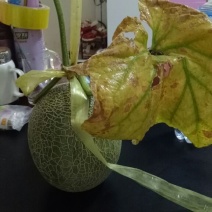 网纹瓜1斤以上椭圆形
