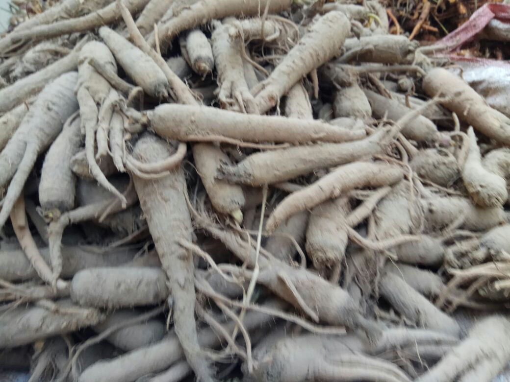 白芷采收现场,工人正在挖掘粗壮的圆锥形主根,旁边有清洗、切片、晾晒等初加工环节展示,阳光充足,场地整洁,体现规范化生产流程 白芷收获与初加工流程图