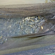荷元鲤2两食用