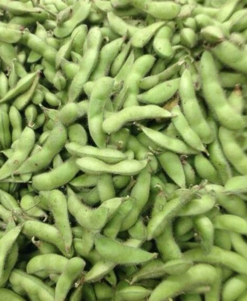 毛豆安徽现摘当季新鲜翠绿宝毛豆可产地看货