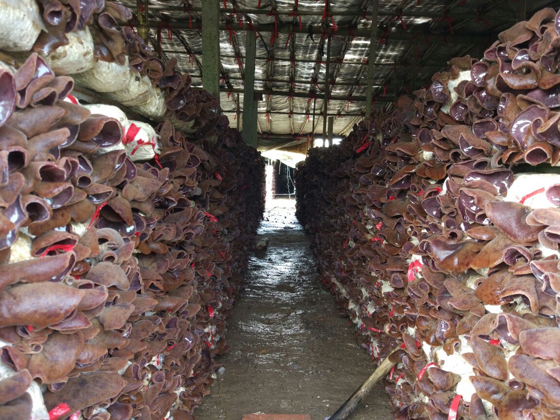 现代化农业大棚内部景象,排列整齐的黑色塑料袋栽培包竖立摆放,每个菌包口处长出湿润的黄褐色毛木耳子实体,部分已成熟展开成菊花状。地面潮湿,环境整洁,有工人正在采收。温湿度计挂在支架上,显示温度23℃、湿度85% 毛木耳现代栽培大棚实景