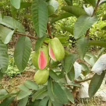 番石榴苗30~50cm