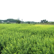高杆女贞6~8cm