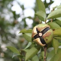 茶树油