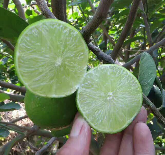 柠檬成熟过程对比