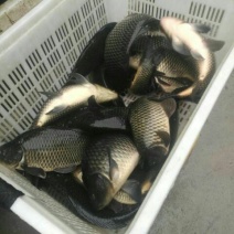 河鲤鱼食用1~2公斤