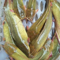 鲶鱼食用