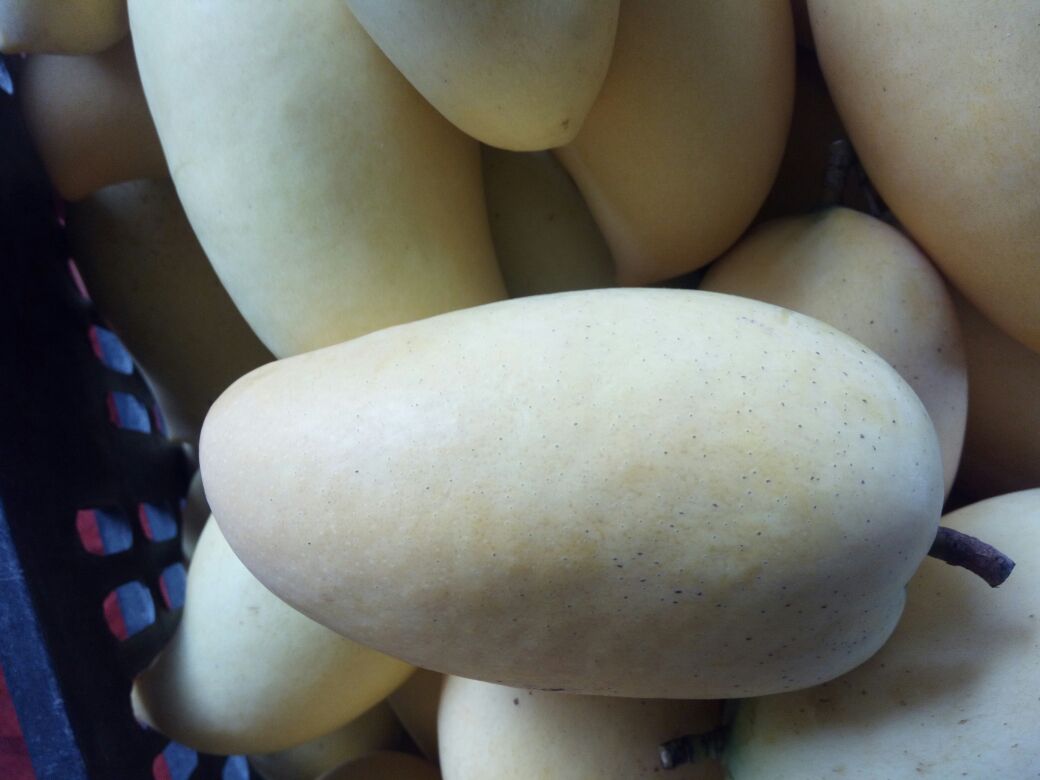 鹰嘴芒果果肉特写