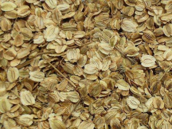 白芷种子播种示意图