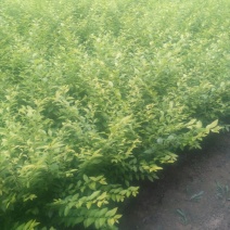 金叶女贞4cm以下