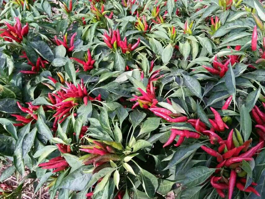 一株生长中的三樱椒,枝叶间挂满未成熟的绿色小辣椒,部分已转为橙红色,背景为阳光照射下的农田环境,清晰展示其植株形态和果实排列方式 三樱椒植株特写