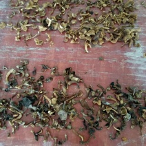 干巴菌一级
