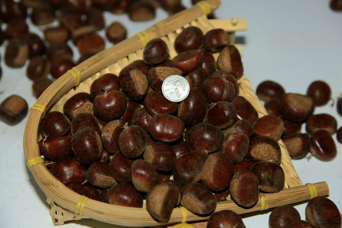 一盘新鲜采摘的迁西板栗,外壳呈深褐色,表面光滑有光泽,带有自然纹理,背景为山地果园环境,突出产地特色 迁西板栗特写