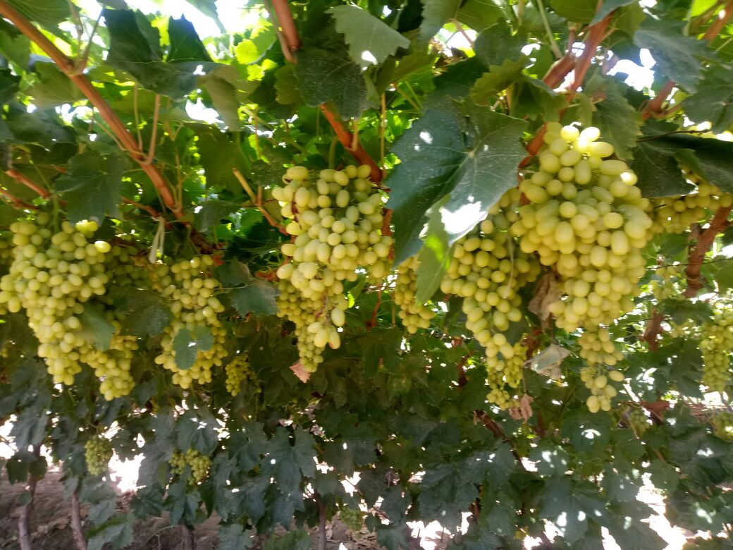 青提果园成熟景象