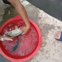 河鲤鱼食用0.5~1公斤