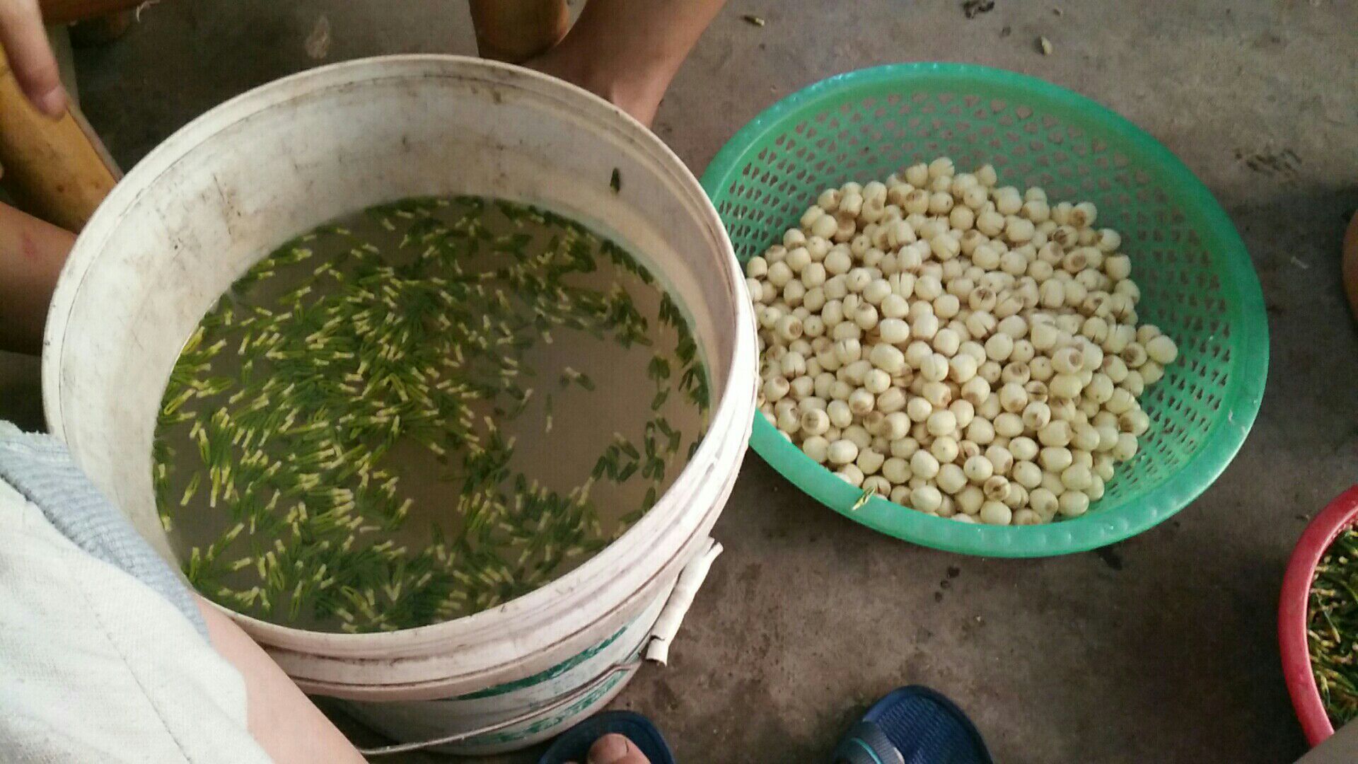 白莲子与黄豆的浸泡过程