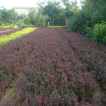 紫叶小檗30~50cm