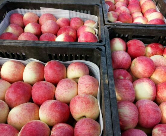 红星苹果分拣包装车间