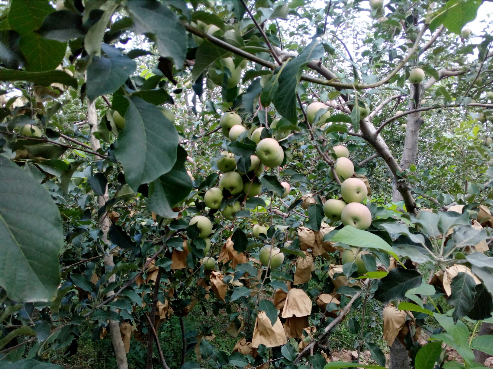 展示果农在果园中手工采摘香梨,果实整齐放入带有缓冲垫的周转箱;背景有分级平台,工作人员正在使用测糖仪检测果实糖度 香梨采收与分级包装现场