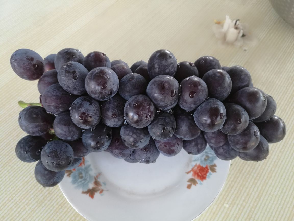 户太八号葡萄芝士挞成品展示