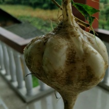 土瓜
