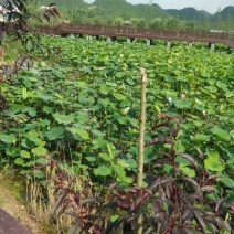 刺梨鲜