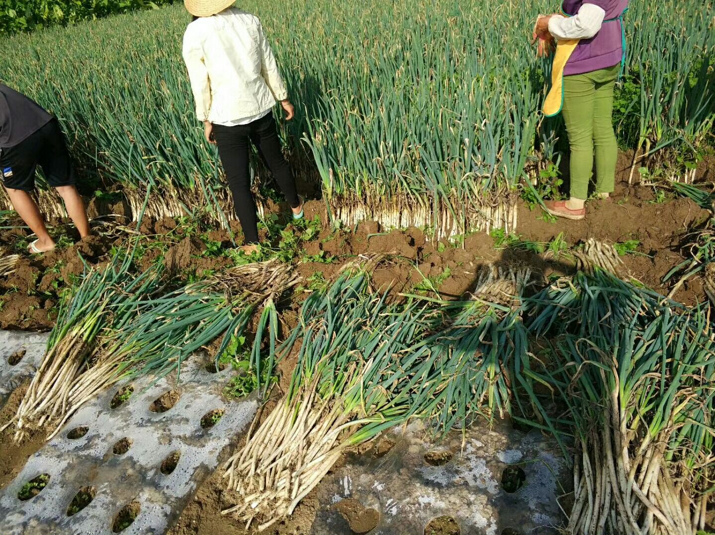 大葱采收与分拣作业现场