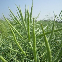 油菜籽2级