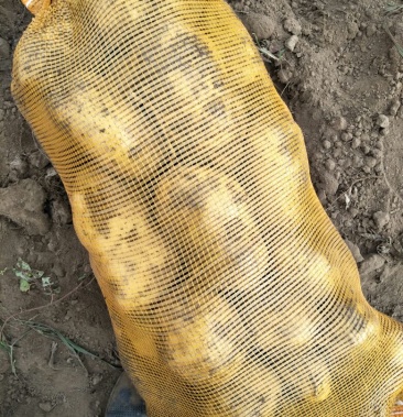 冀张薯12号 精品 2两以上