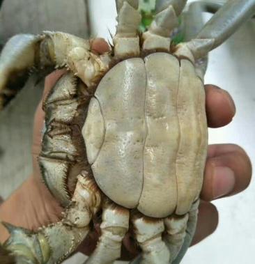 天津紫蟹食用1719两85g95g雌