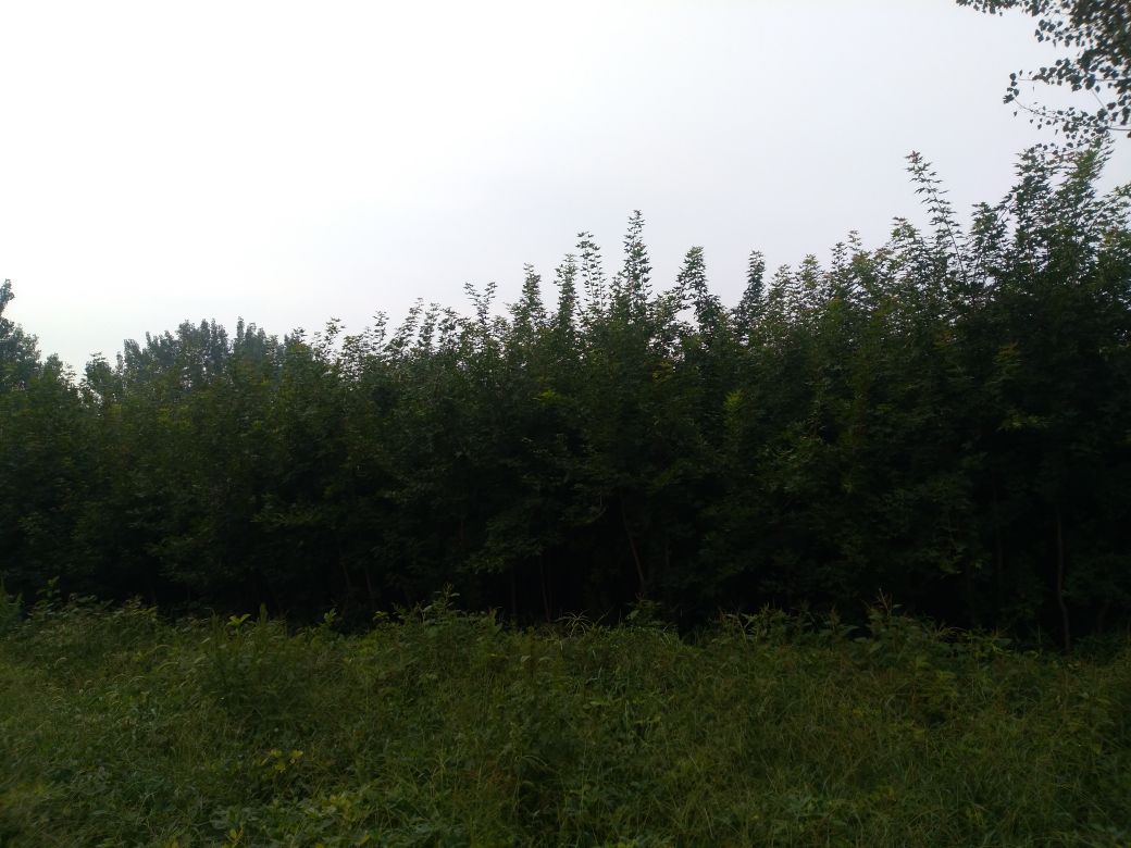 科研人员在五角枫保护区内进行树木年轮取样和植物样本采集,背景为茂密的五角枫林 五角枫保护区科研人员进行样本采集