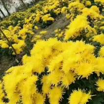 皇菊金丝皇菊