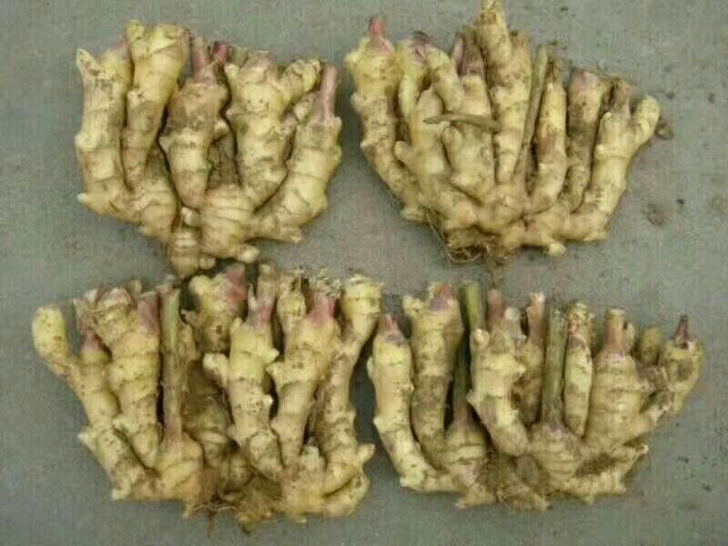 面姜的植物形态与切片特写