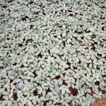 三七苗10~20cm