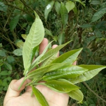 普洱茶二级