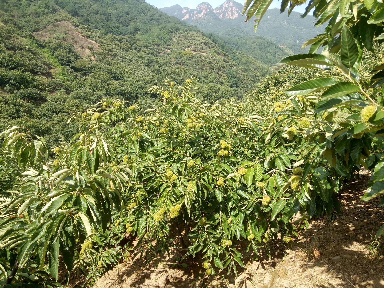 从空中俯瞰燕山连绵起伏的丘陵地带,成片的油栗树整齐分布于缓坡之上,树叶呈现秋季特有的金绿色调,林间可见农民正在采收油栗,远处有现代化仓储设施 燕山山区油栗种植基地航拍图