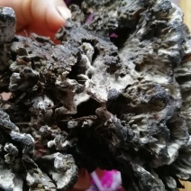 干巴菌一级